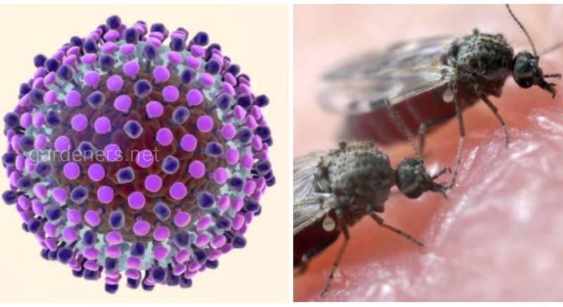 Лихорадка Оропуш - заболевание, которое переносят мокрецы и комары Центральной и Южной Америки