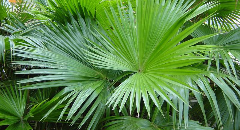 Секреты успешного выращивания пальмы ливистона: 