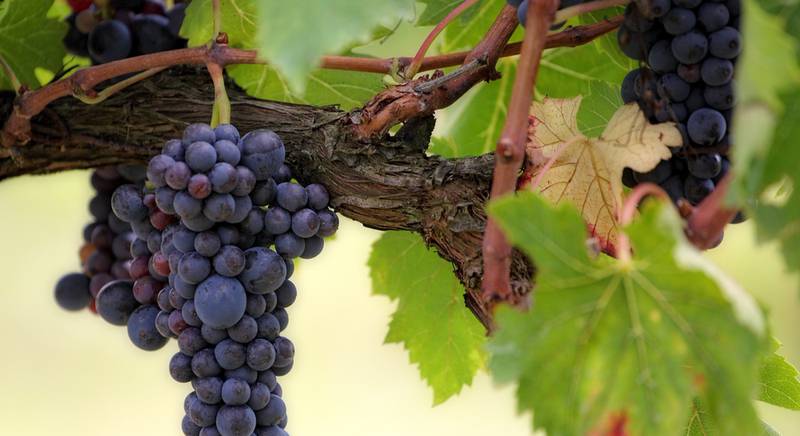 Как правильно привить виноград?