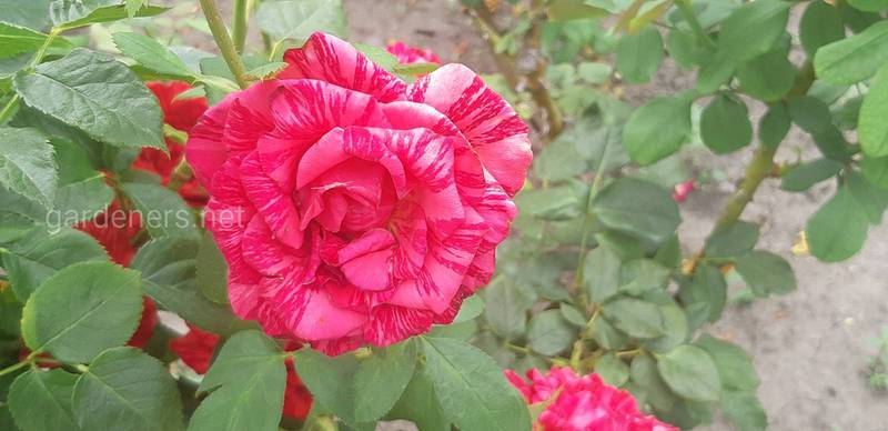 Август и сентябрь – важный этап в уходе за розами