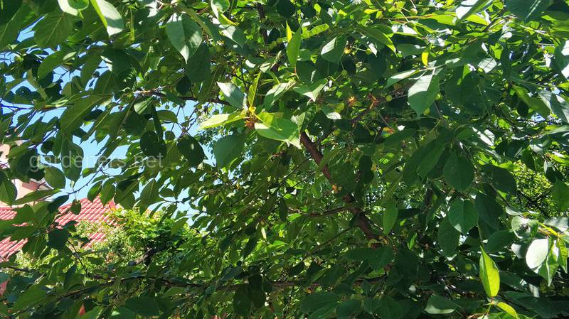 Коли краще обробляти та лікувати плодові дерева та виноградники?