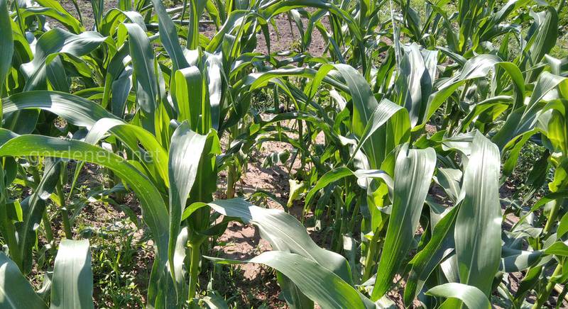 Кукуруза: полезные свойства и противопоказания