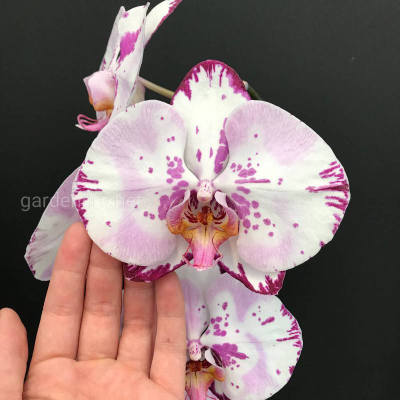 Как правильно поливать орхидею в теплицах и в домашних условиях?