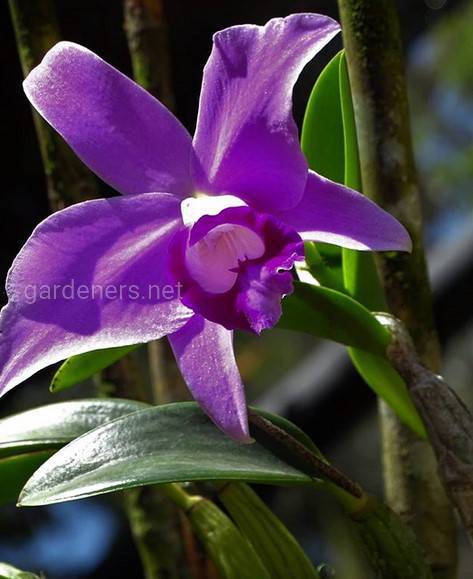 Как понять хватает ли света орхидее и что делать если фаленопсис не цветёт?