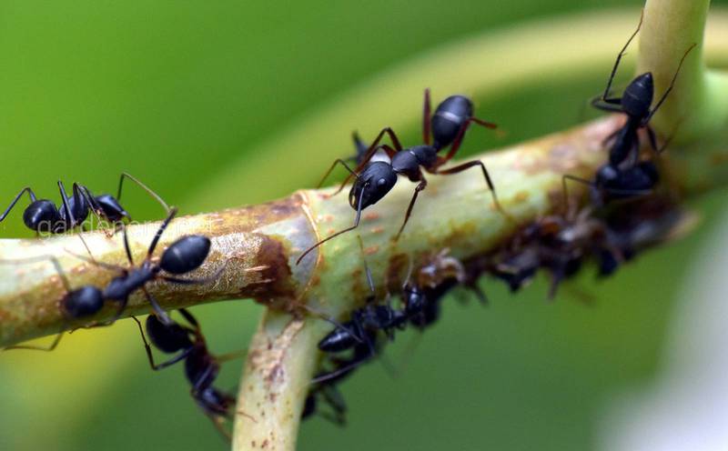 Как бороться с муравьями с помощью натуральных препаратов?