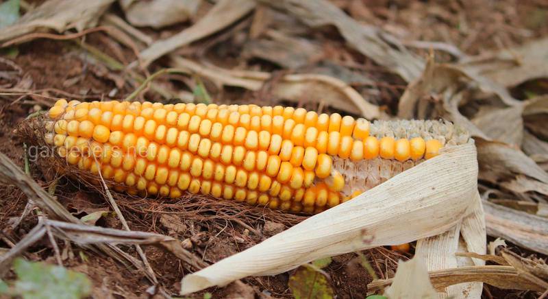 Интересные факты о кукурузе 