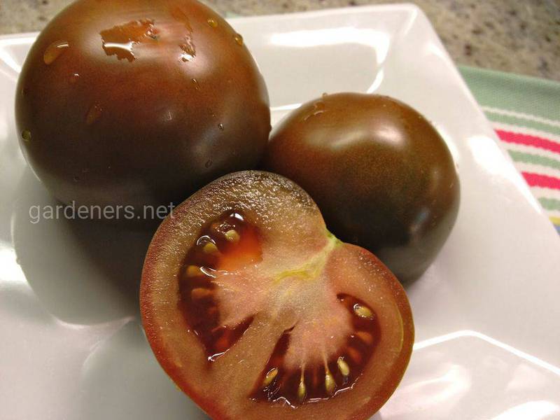 Кращі сорти томатів за підсумками поточного року