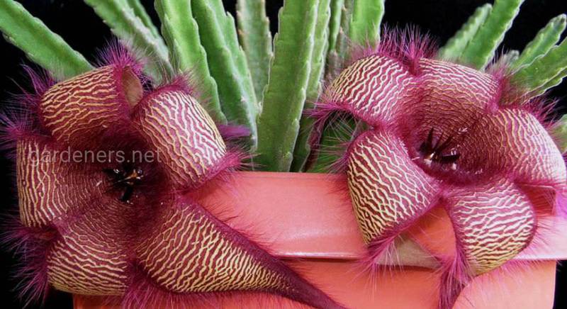 Стапелия: наиболее привлекательные виды и сорта удивительного растения