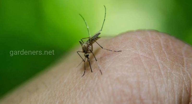 Малярія - небезпечне трансмісивне захворювання