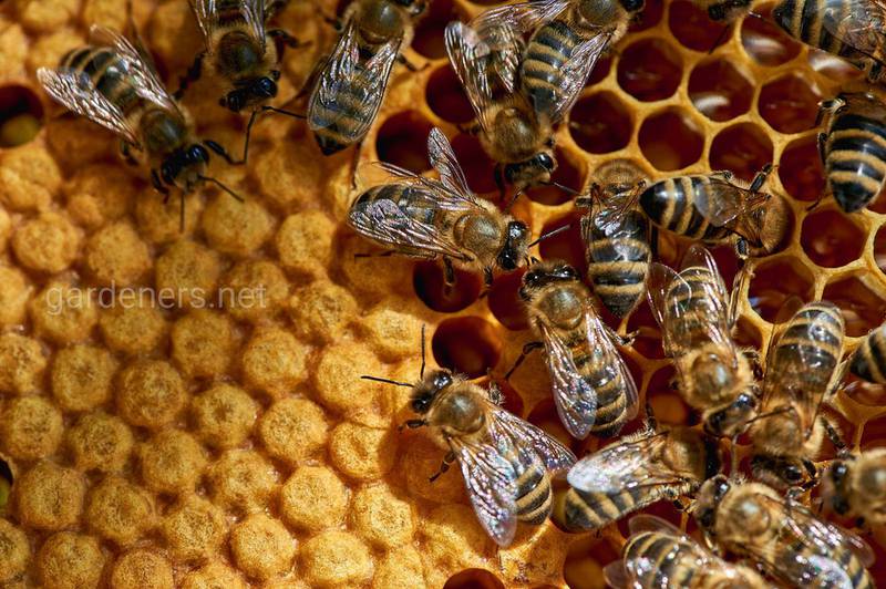 Як правильно розташувати бджолиний розплод?