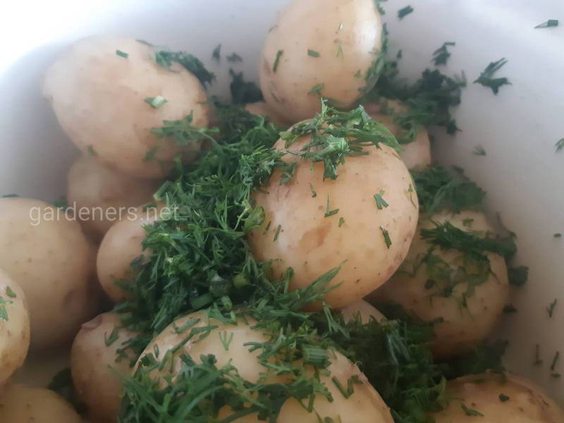 Картофель в кулинарии