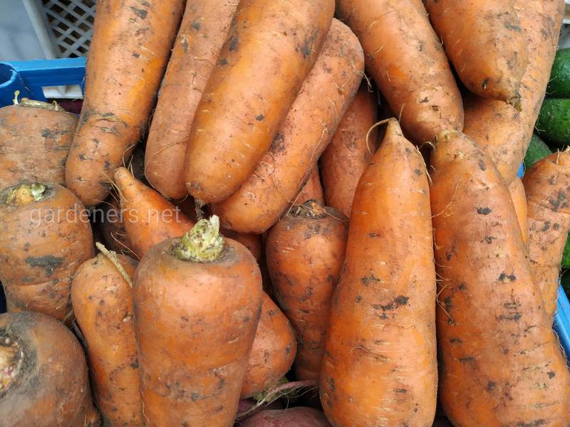 Як правильно вирощувати моркву взимку, щоб зібрати гарний та якісний урожай?