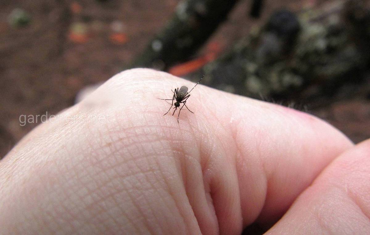 комар - переносчик болезней