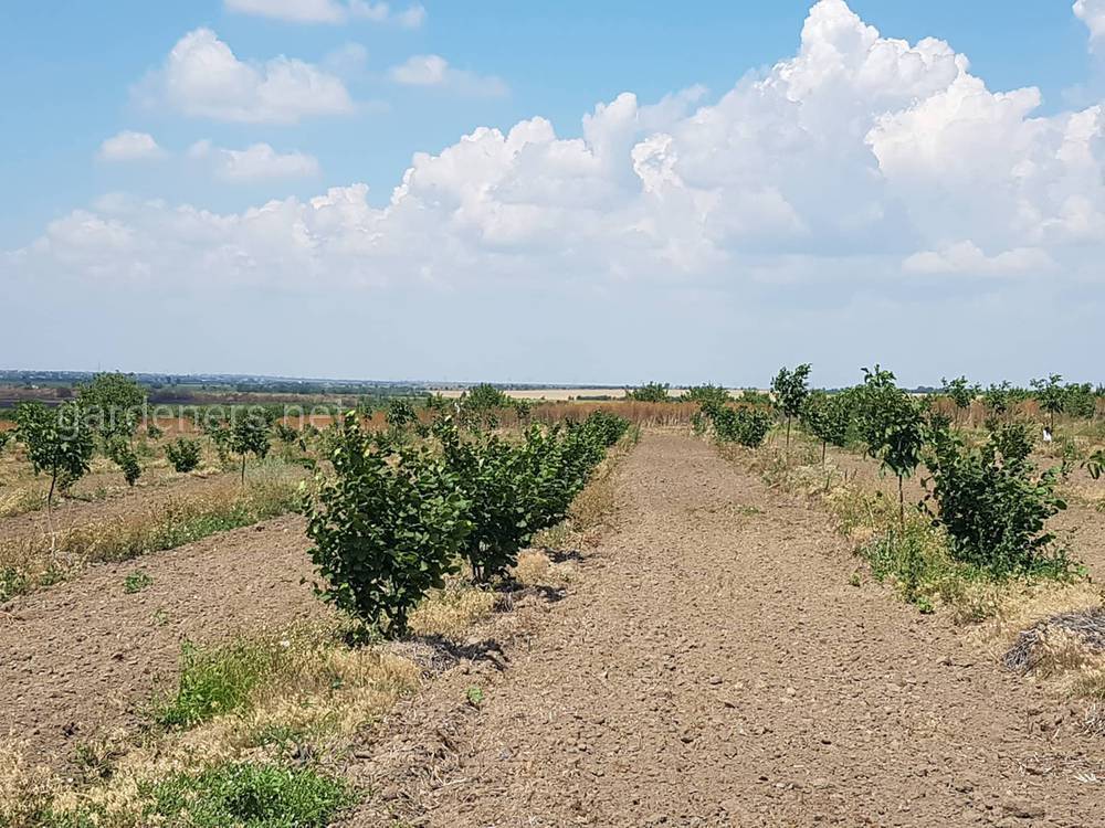 орехи причерноморья