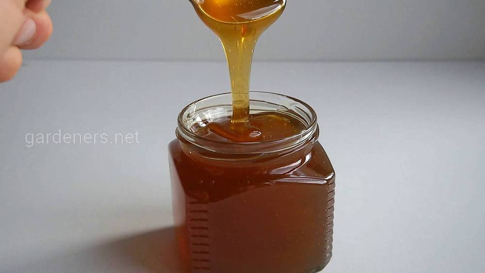 Смачний і корисний мед з рослин дягілю