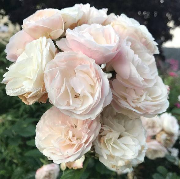 Rose Bouquet Parfait