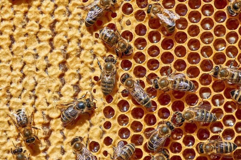 Як годувати бджіл за відсутності пасовища ?