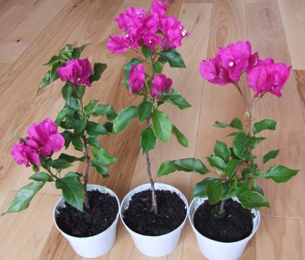 Бугенвиллия 