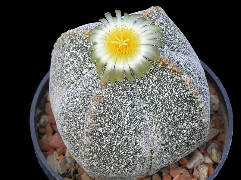 Кактусы и суккуленты