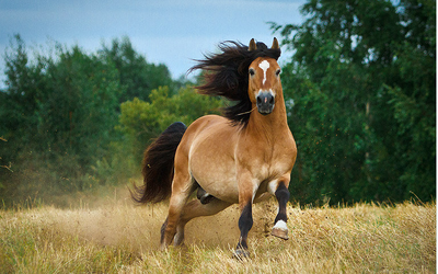 Вюртембергская лошадь