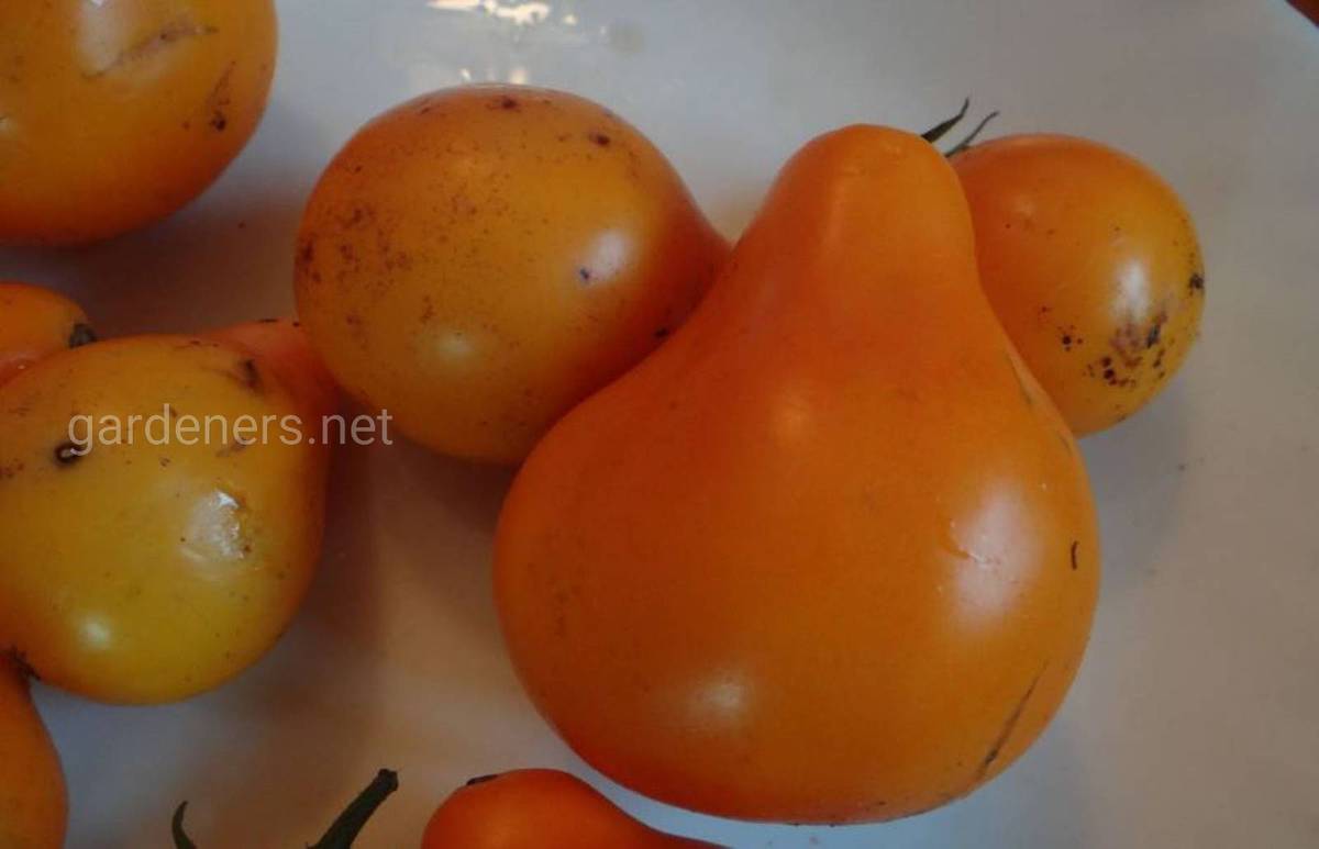 Сорт томата “Оранжевая груша”