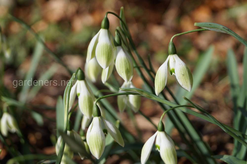 Galanthus Cowhouse Green