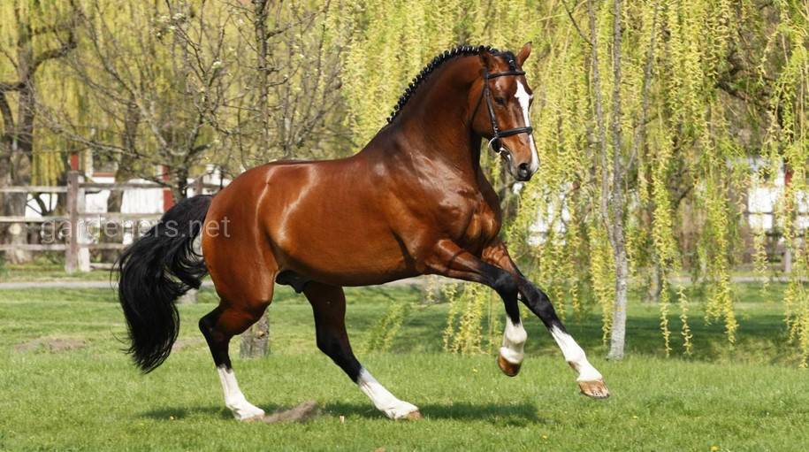Самая быстрая лошадь в мире