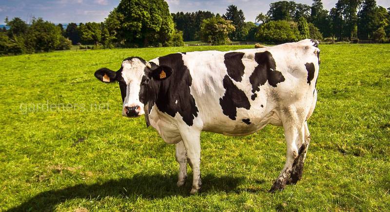 Як здійснити метод раптового висушування вимені у корів?