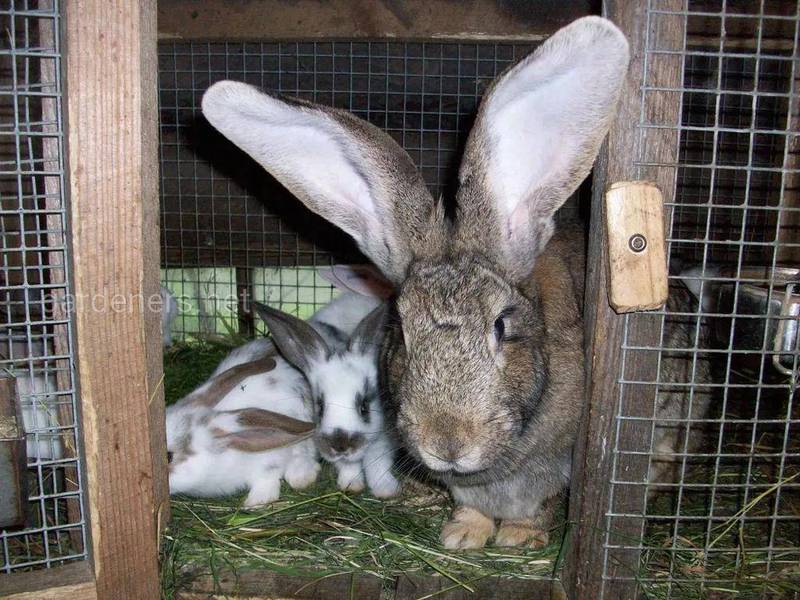 Як правильно облаштувати клітки для кроликів?