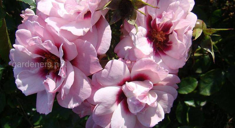 Які бувають гібриди перської троянди — опис популярних сортів