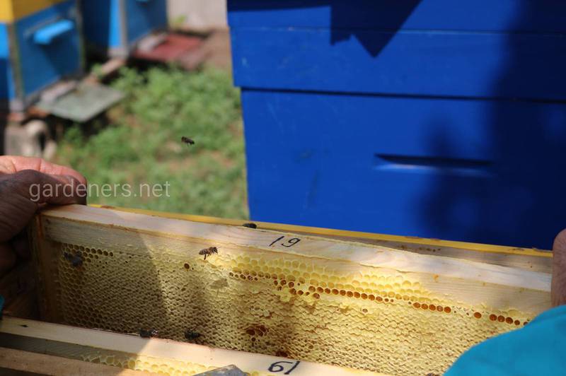 Відходи з дна вулика показують стан бджіл