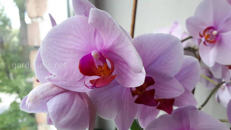 Как правильно поливать орхидею