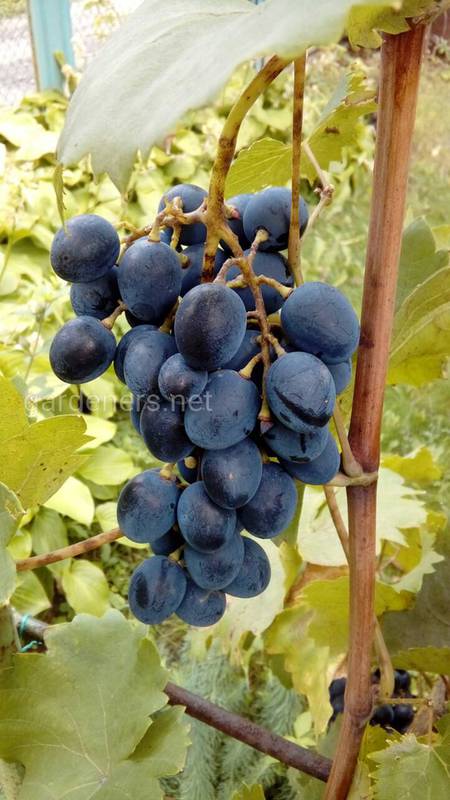 Як правильно та коли збирати виноград для майбутнього вина?