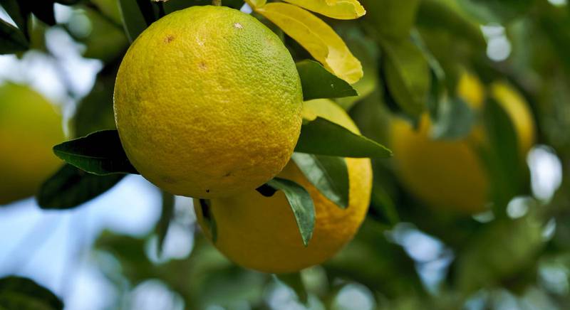 Ичанг лимон - самый морозоустойчивый цитрус