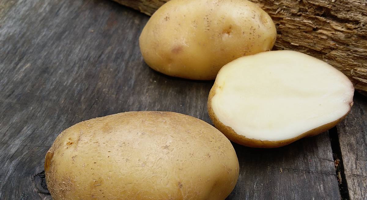 Лучшие сорта картофеля, что хранятся всю зиму