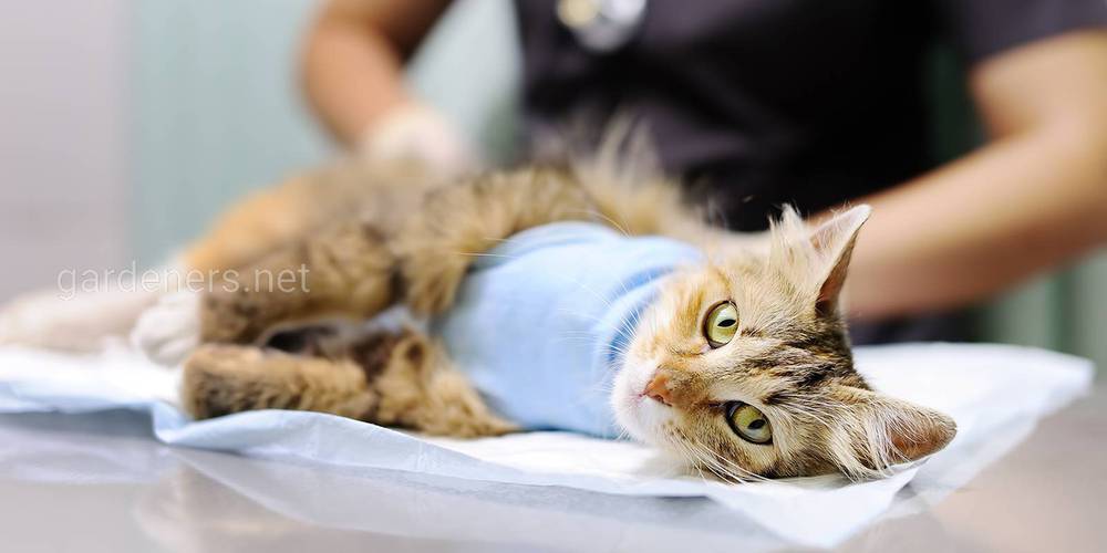 Забота о стерилизованной кошке