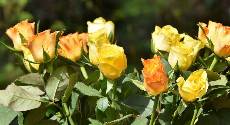 Найактуальніші проблеми троянди у весняний період