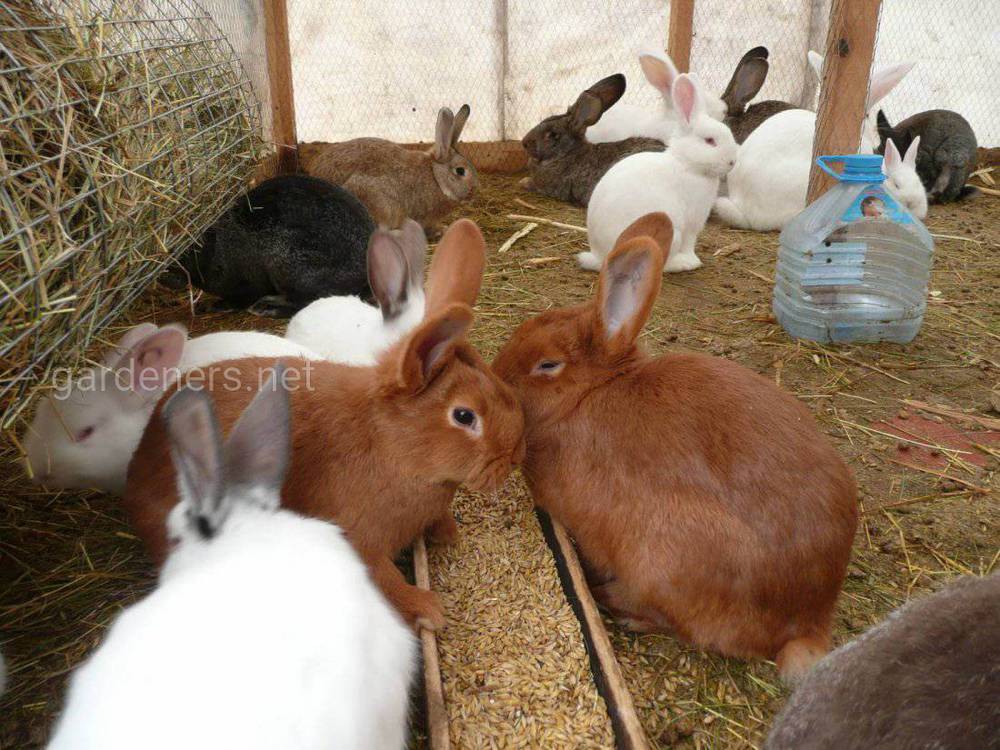 Норми для годування кроликів на добу