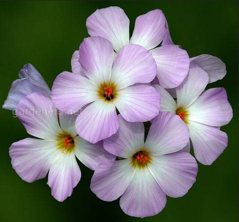 large flowered