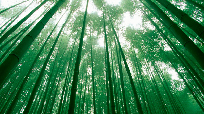 Бамбук - сама швидкоростуча рослина на Землі!