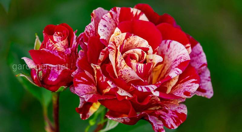 Популярні сорти ароматних троянд: опис, характеристики