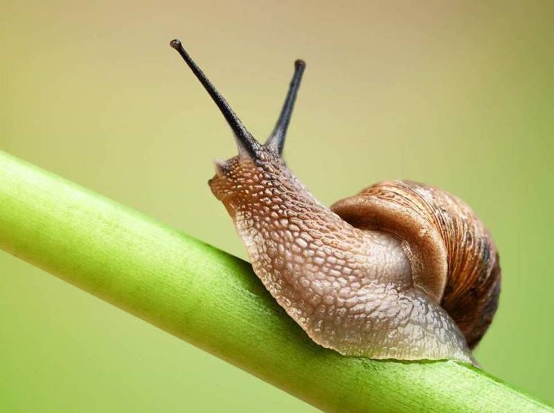 Як завдяки кавовій гущі привабити на город дощових черв‘яків та захистити від равликів і мурах?