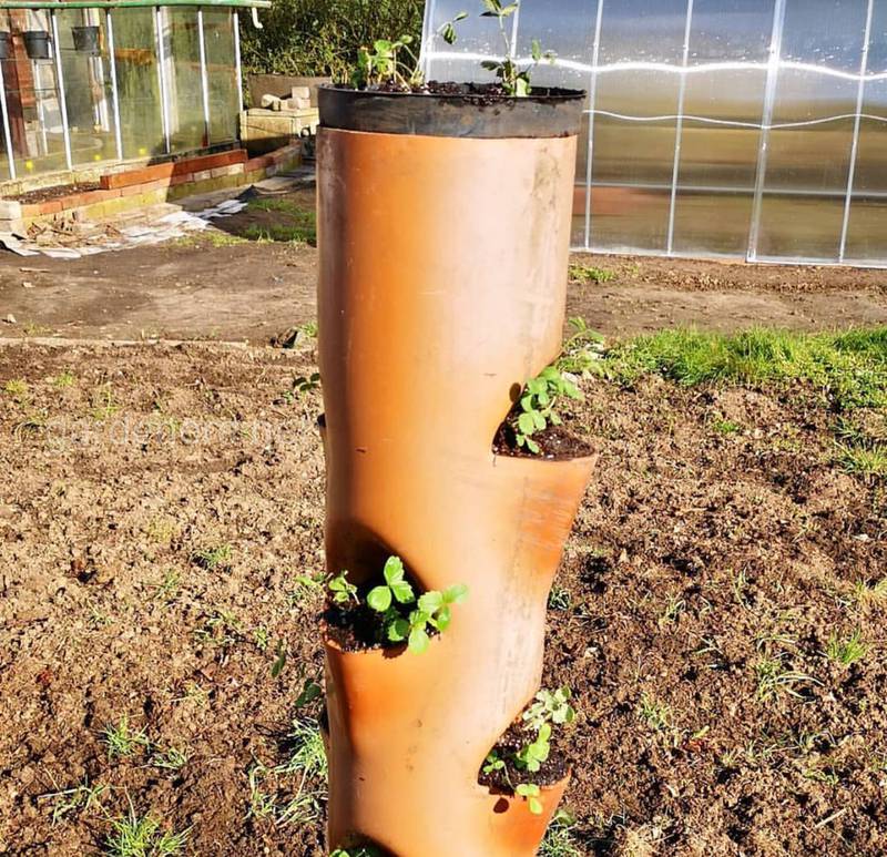Как выращивать клубнику в трубах из ПВХ?
