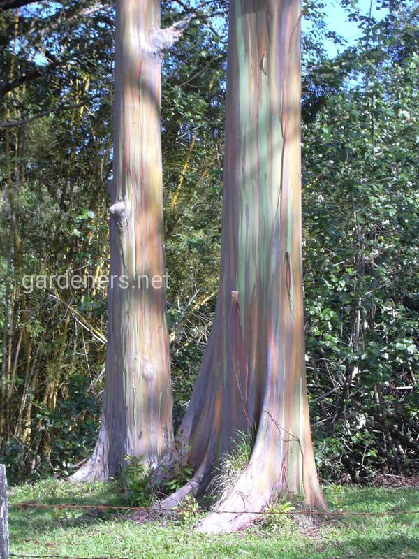 Веселковий евкаліпт, найкольоровіше дерево у світі!