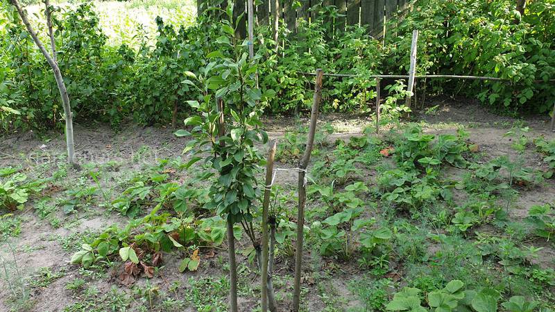Как посадить, ухаживать и защищать молодой саженец плодового дерева?