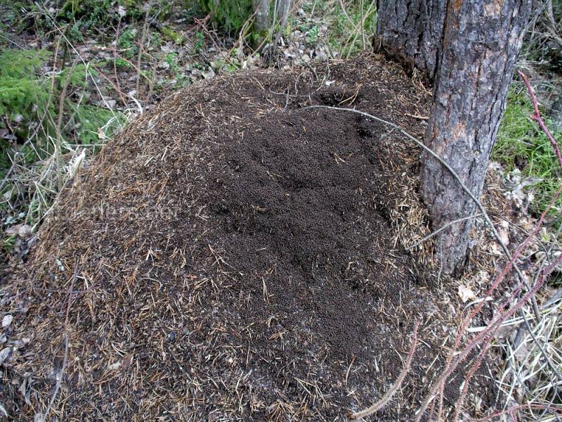 Мокрицы моль и муравьи, как угроза для вермикультуры