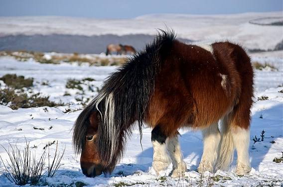Миниатюрная шетлендская лошадь: описание, история, использование иинтересные факты о породе