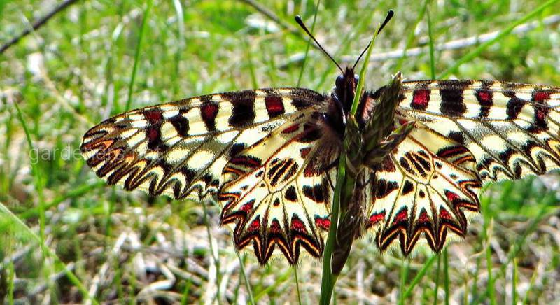 Поликсена, или зеринтия Поликсена (лат. Zerynthia polyxena) - одна из самых красивых бабочек Европы