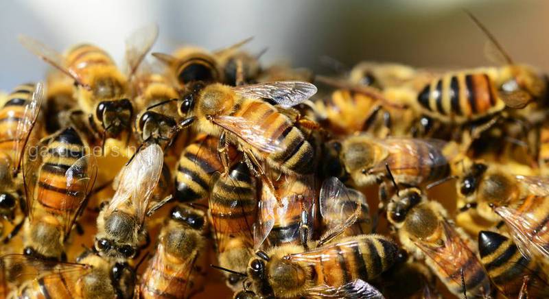 Как пчелы реагируют на температуру? 
