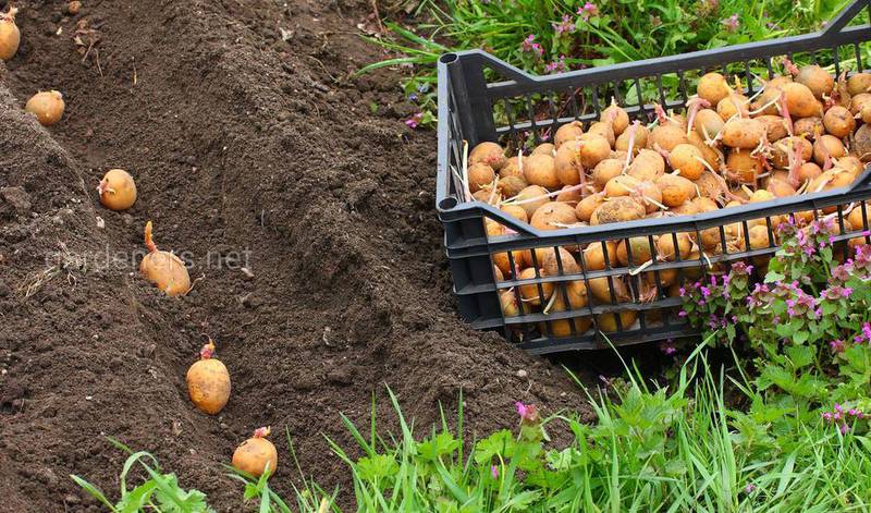 Кормовой картофель